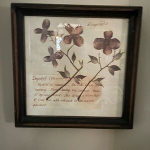 Framed Dogwood Botanical Art